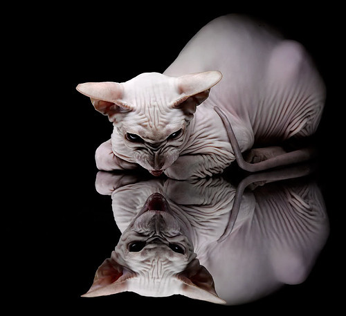 开云体育登录-德国队2024年表现：全力以赴，挑战世界乒乓强队，德国队乒乓球成绩