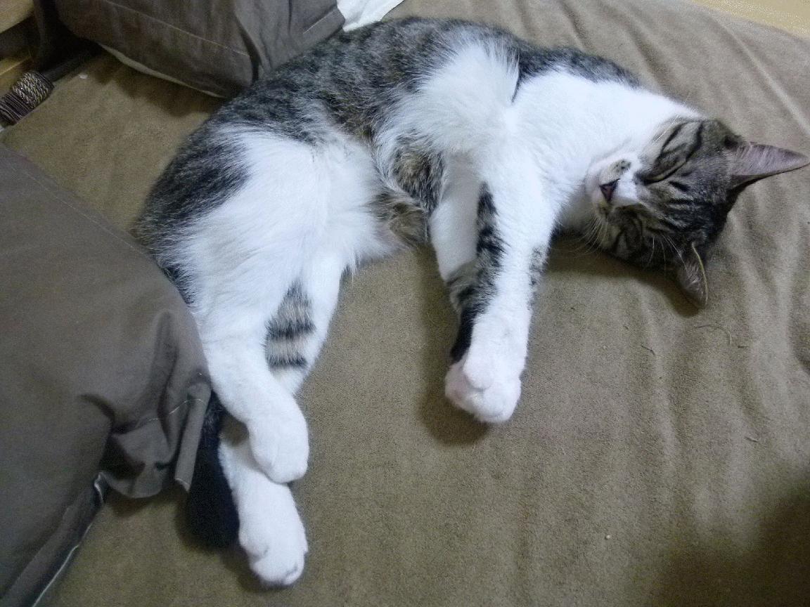 开云在线登入-国际拳击协会发布新手册,国际拳击协会举办比赛有哪些