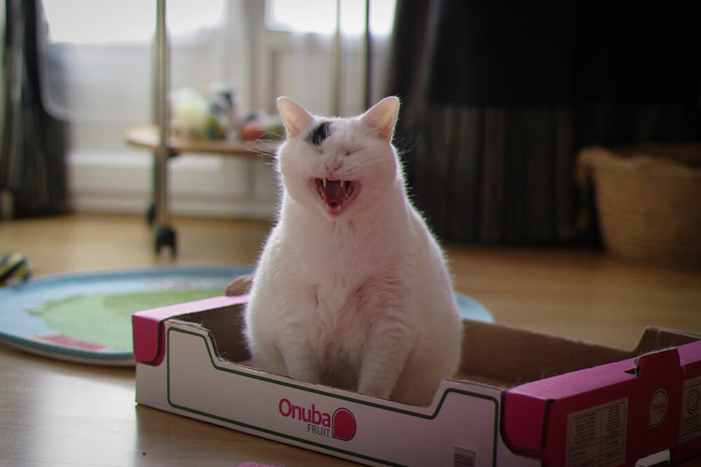 开云体育网站-恩多比·恩乔：南非队的一名出色战术大师，创造了无数进攻机会