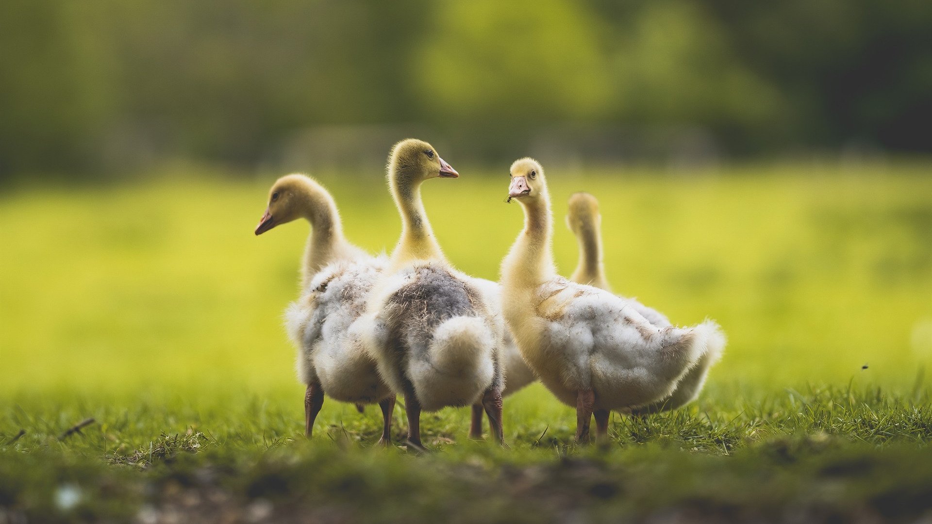 开云体育链接-比利时男篮在欧洲预赛中奋勇拼搏，冲击奥运荣耀，比利时男篮国家队
