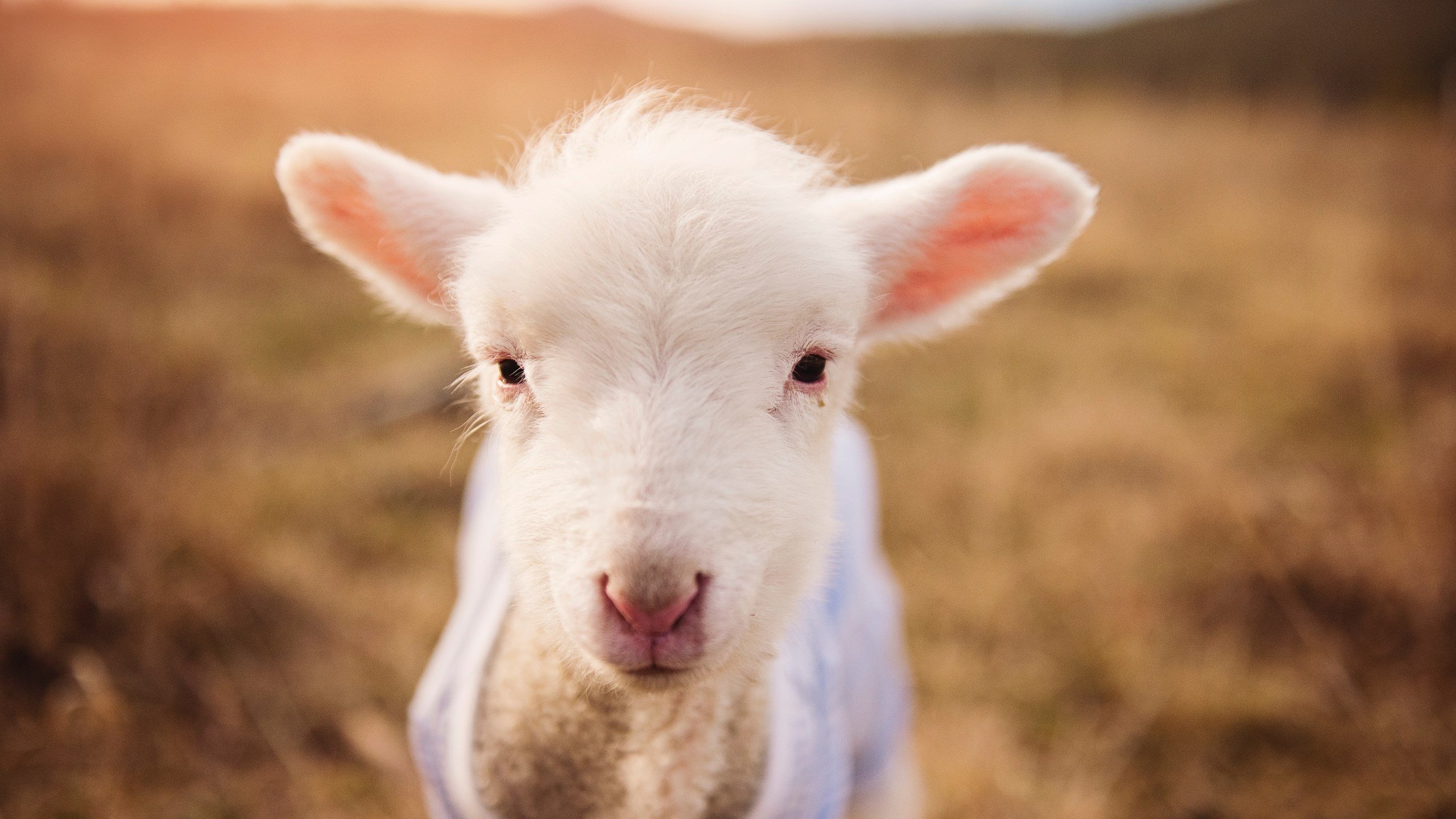 开云体育下载-法国橄榄球:强大的青训体系为全球输送顶级人才,法国橄榄球厉害吗