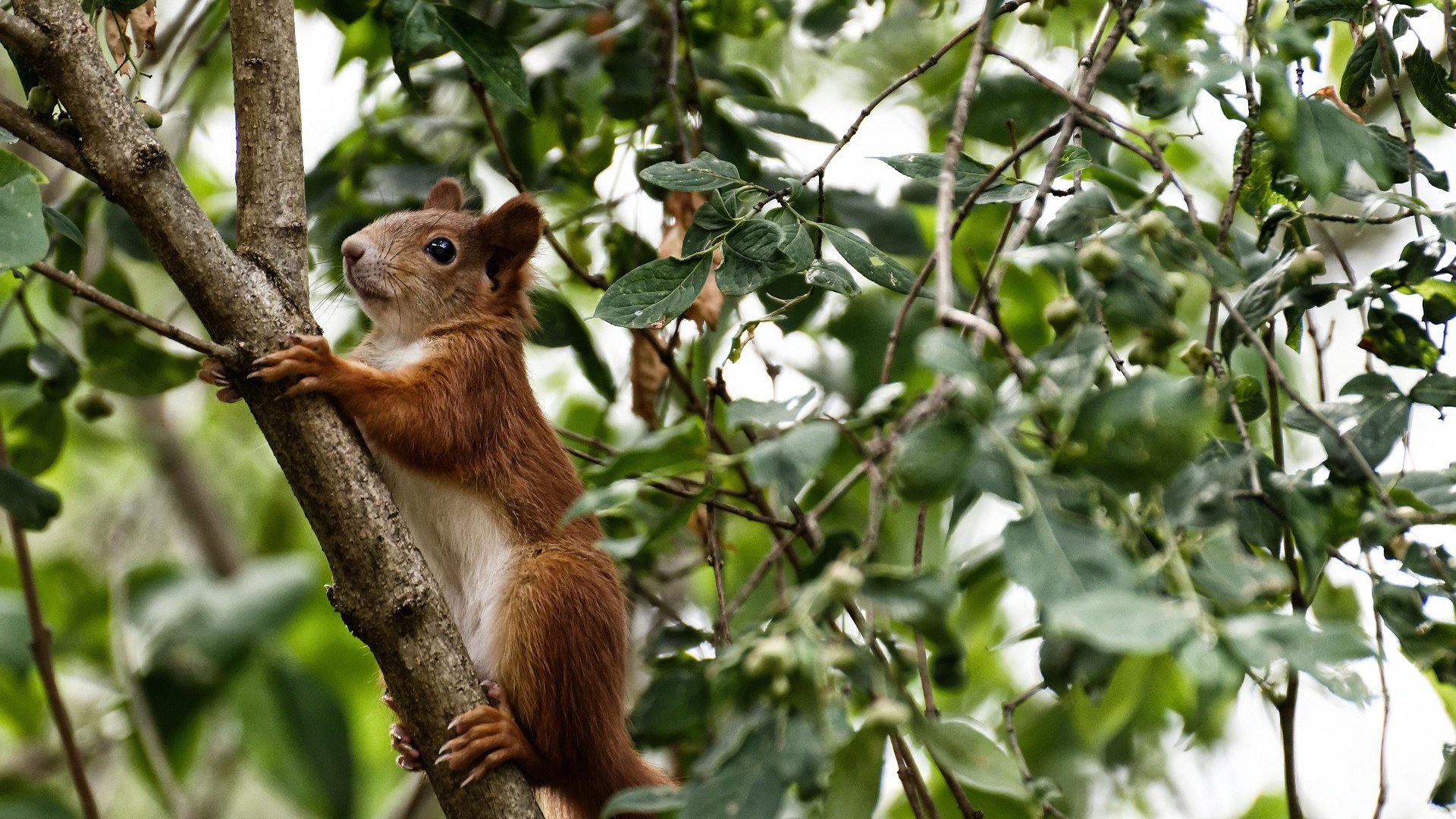 开云在线登入-法甲年青之光：新星崛起引领未来足球潮流，法甲新赛季宣传片