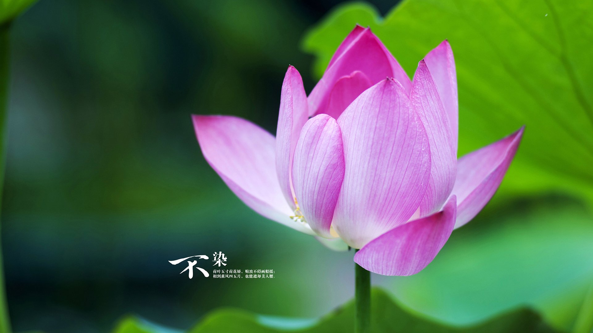 开云体育平台-特色足球文化学院建立,推动体育+文化深度融合,足球特色学校申报系统