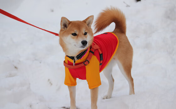 开云官方网-维尔·冯·威克:在高强度对抗中脱颖而出,助力南非队攻破敌防,冯克劳维茨