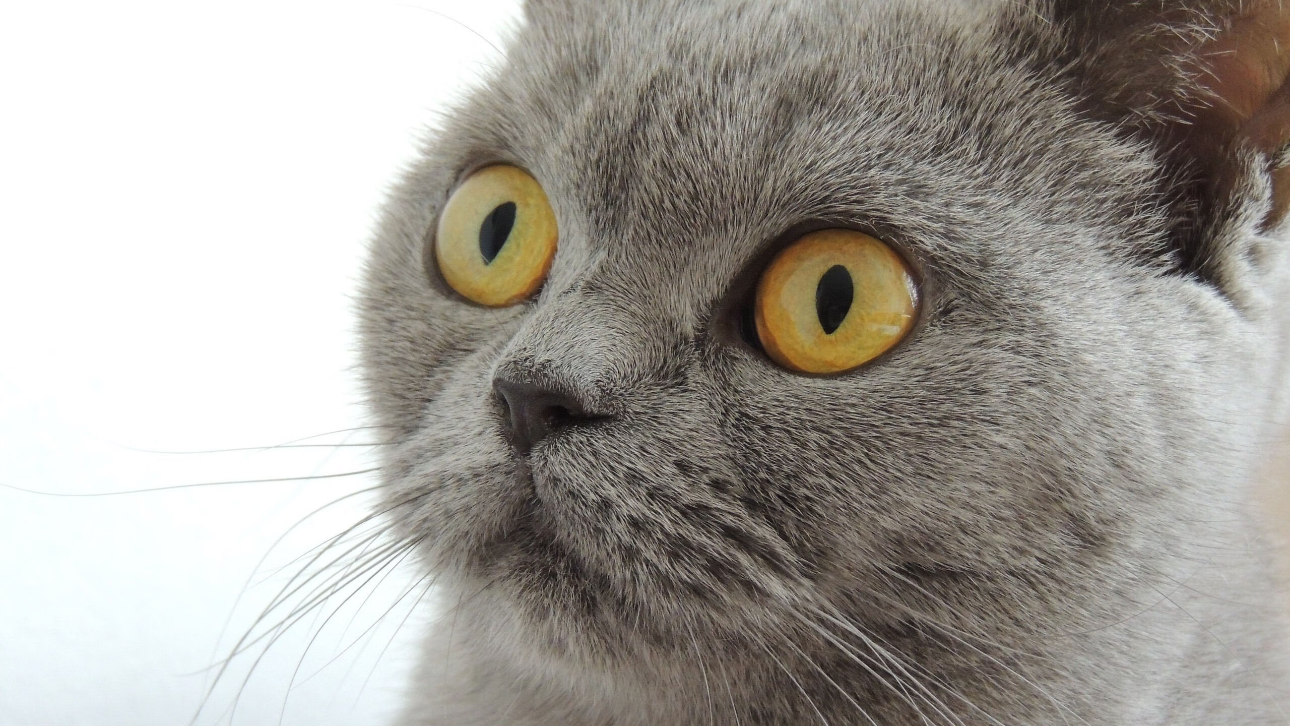 开云体育app官网-苏炳添获得体坛风云人物年度突破奖，苏炳添领衔