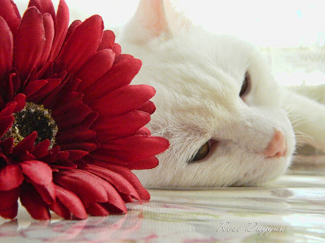 开云体育登录-跳水难度升级中立代表队A顺利完成，跳水队选拔赛